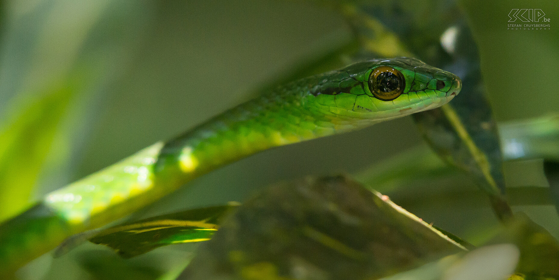 La Selva - Green-headed tree snake We discoved this green-headed tree snake (leptophis ahaetulla), also called parrot snake, in a small tree near the hanging bridge at the Rio Sarapiqui at our lodge Selva Verde. Stefan Cruysberghs